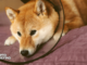 Dogecoin, Shiba Inu at Risk of Steep Correction