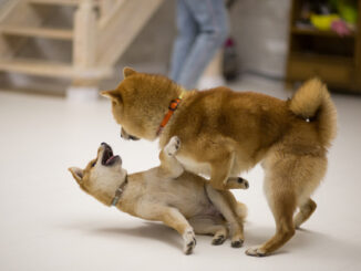 Floki Inu Is Now Trading on Giottus