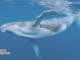 OlympusDAO Sheds 30% Triggered by Whale Sell-Off