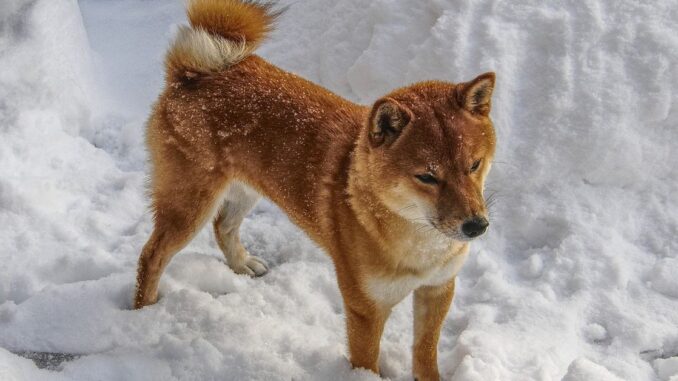 Shiba Inu Surges 16% After Rumors of Robinhood Listing