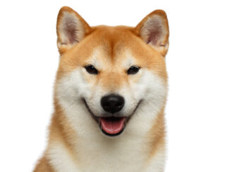 Cryptos mixed, strong day for dog-themed meme coins
