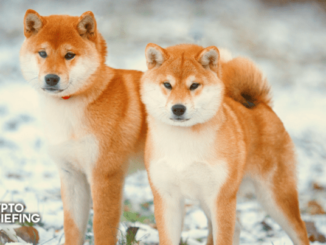 Dogecoin, Shiba Inu Prepare to Break Out