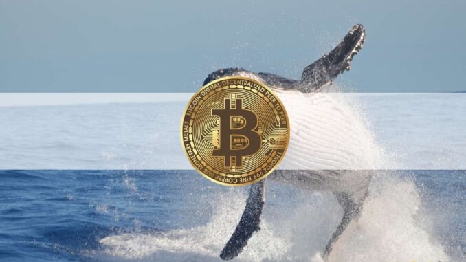 Dormant BTC Whale Wakes Up, Sends $60 Million For the First Time in 9 Years