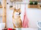 Best AI cryptocurrencies to invest in: Shiba Memu, SingularityNET