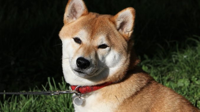 Layer 2 Solution Shibarium Resumes Asset Withdrawals on Bridge, Alleviating Layer 2 Solution Shibarium Resumes Asset Withdrawals on Bridge, Alleviating Previous Concerns