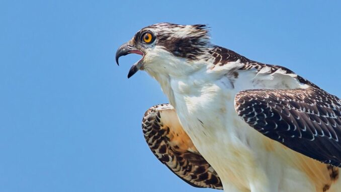 Osprey Bitcoin Trust Looking for a Buyer or Possible Merger Tyler Spalding, CEO / Co-Founder, Flexa, 2Chainz and Zack Seward, Deputy Editor-in-Chief, CoinDesk