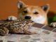 Solana Meme Coins Bonk and Billy Soar Amid Market Downturn