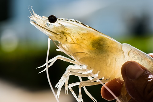Litecoin shrimps capitulate as LTC declines Litecoin shrimps capitulate as LTC declines