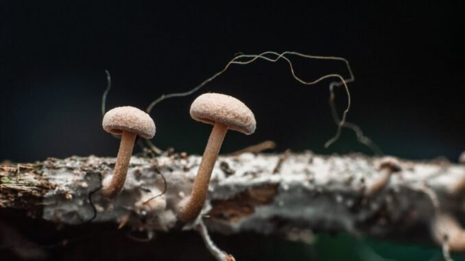 Mushroom Learns to Crawl After Researchers Give It a Robotic Mushroom Learns to Crawl After Researchers Give It a Robotic Body