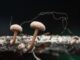 Mushroom Learns to Crawl After Researchers Give It a Robotic Body