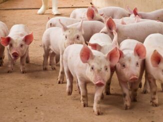 US Seeks Forfeiture of $14.2B Bitcoin Linked to Pig-Butchering Kingpin Chen Zhi