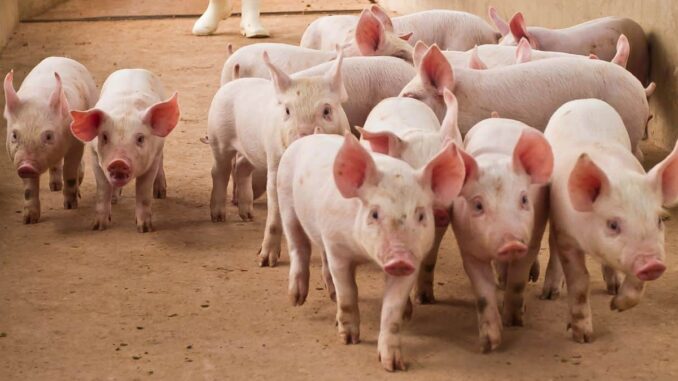US Seeks Forfeiture of $14.2B Bitcoin Linked to Pig-Butchering Kingpin Chen Zhi