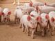 US Seeks Forfeiture of $14.2B Bitcoin Linked to Pig-Butchering Kingpin Chen Zhi